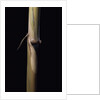 Sinobambusa tootsik (Chinese temple bamboo) - young culm by Anonymous
