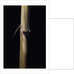 Sinobambusa tootsik (Chinese temple bamboo) - young culm by Anonymous