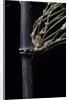 Bambusa tuldoides (punting pole bamboo) by Anonymous