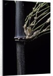 Bambusa tuldoides (punting pole bamboo) by Anonymous