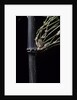 Bambusa tuldoides (punting pole bamboo) by Anonymous