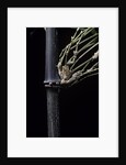 Bambusa tuldoides (punting pole bamboo) by Anonymous