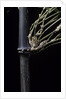 Bambusa tuldoides (punting pole bamboo) by Anonymous