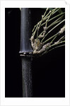 Bambusa tuldoides (punting pole bamboo) by Anonymous