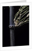 Bambusa tuldoides (punting pole bamboo) by Anonymous