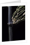 Bambusa tuldoides (punting pole bamboo) by Anonymous