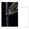Bambusa tuldoides (punting pole bamboo) by Anonymous