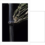 Bambusa tuldoides (punting pole bamboo) by Anonymous