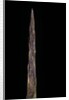 Bambusa tuldoides (punting pole bamboo) - shoot by Anonymous