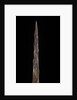 Bambusa tuldoides (punting pole bamboo) - shoot by Anonymous