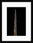 Bambusa tuldoides (punting pole bamboo) - shoot by Anonymous