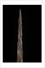 Bambusa tuldoides (punting pole bamboo) - shoot by Anonymous