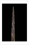 Bambusa tuldoides (punting pole bamboo) - shoot by Anonymous