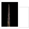 Bambusa tuldoides (punting pole bamboo) - shoot by Anonymous