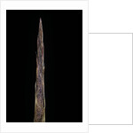 Bambusa tuldoides (punting pole bamboo) - shoot by Anonymous