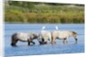 Camargue wild horses by Anonymous