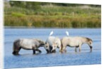 Camargue wild horses by Anonymous