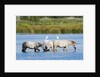 Camargue wild horses by Anonymous