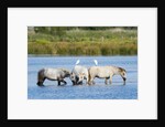 Camargue wild horses by Anonymous