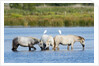 Camargue wild horses by Anonymous
