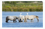 Camargue wild horses by Anonymous