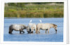Camargue wild horses by Anonymous