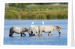 Camargue wild horses by Anonymous