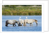 Camargue wild horses by Anonymous