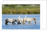 Camargue wild horses by Anonymous