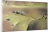 Aerial view of a dried up stream in Santa Ynez, California by Anonymous