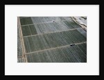 Aerial view of a working farm in Oxnard, California by Anonymous