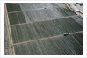 Aerial view of a working farm in Oxnard, California by Anonymous