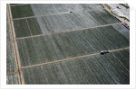 Aerial view of a working farm in Oxnard, California by Anonymous