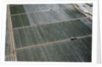 Aerial view of a working farm in Oxnard, California by Anonymous