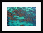 Aerial view of Seaweed and birds in the Pacific Ocean in Santa Barbara, California by Anonymous
