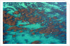 Aerial view of Seaweed and birds in the Pacific Ocean in Santa Barbara, California by Anonymous
