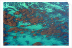 Aerial view of Seaweed and birds in the Pacific Ocean in Santa Barbara, California by Anonymous