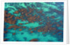 Aerial view of Seaweed and birds in the Pacific Ocean in Santa Barbara, California by Anonymous