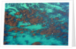 Aerial view of Seaweed and birds in the Pacific Ocean in Santa Barbara, California by Anonymous