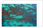 Aerial view of Seaweed and birds in the Pacific Ocean in Santa Barbara, California by Anonymous