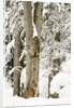 Lynx (Lynx Lynx) in the forest under an intense snowfall, Bayerischer Wald National Park,Germany by Anonymous
