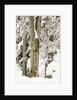 Lynx (Lynx Lynx) in the forest under an intense snowfall, Bayerischer Wald National Park,Germany by Anonymous