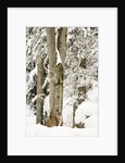 Lynx (Lynx Lynx) in the forest under an intense snowfall, Bayerischer Wald National Park,Germany by Anonymous