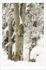 Lynx (Lynx Lynx) in the forest under an intense snowfall, Bayerischer Wald National Park,Germany by Anonymous