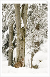 Lynx (Lynx Lynx) in the forest under an intense snowfall, Bayerischer Wald National Park,Germany by Anonymous