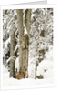 Lynx (Lynx Lynx) in the forest under an intense snowfall, Bayerischer Wald National Park,Germany by Anonymous