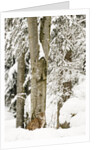 Lynx (Lynx Lynx) in the forest under an intense snowfall, Bayerischer Wald National Park,Germany by Anonymous