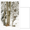 Lynx (Lynx Lynx) in the forest under an intense snowfall, Bayerischer Wald National Park,Germany by Anonymous