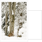 Lynx (Lynx Lynx) in the forest under an intense snowfall, Bayerischer Wald National Park,Germany by Anonymous