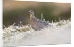 The female of Black Grouse overlooking the lek, Alpi Carniche, Friuli-Venezia Giulia, Carnia, It by Anonymous